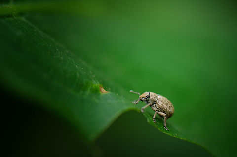 Snout Beetle (unidentified) This is only the second Snout Beetle I've spotted in my short macro "career". I always imagined them to be large, but most of them are only a few mm in size, like this one. I tried my usual websites to try and identify it, but no luck so far. Any ideas? Macro,Oss