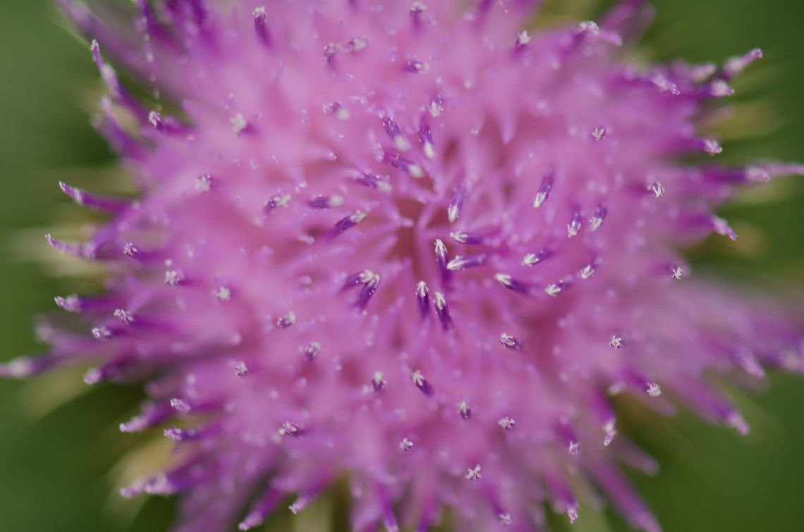 Spear Thistle top view Top view of the flower of a Spear Thistle in full bloom.  Cirsium vulgare,Macro,Oss,Spear Thistle