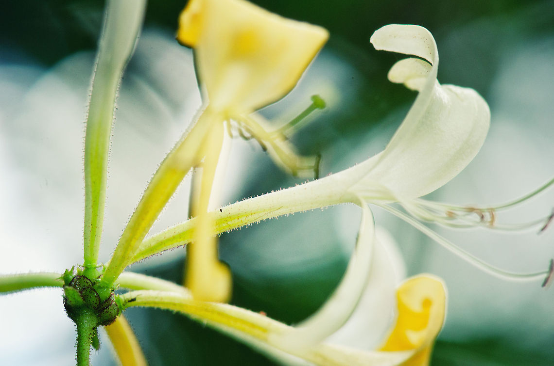 Honeysuckle  Common Honeysuckle,Lonicera periclymenum,Macro,Oss