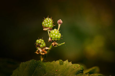 Blackberry (Rubus fruticosus) I remember from my childhood how forest would be full of these, sadly nowadays its a rarity to spot wild blackberries where I live (except for the phones:)

There is no english wiki page for this type of blackberry. Macro,Oss,Rubus fruticosus,Shrubby Blackberry