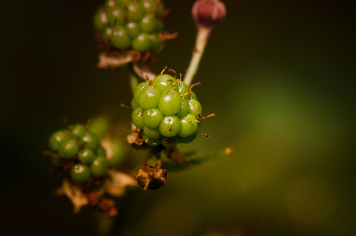 Blackberry (Rubus fruticosus) Closeup of wild blackberries in a forest in Oss, the Netherlands. Macro,Oss,Rubus fruticosus,Shrubby Blackberry