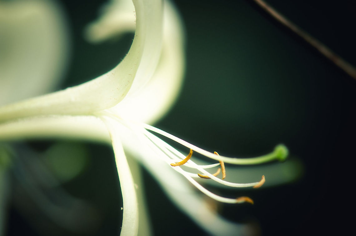 Honeysuckle closeup  Common Honeysuckle,Lonicera periclymenum,Macro,Oss