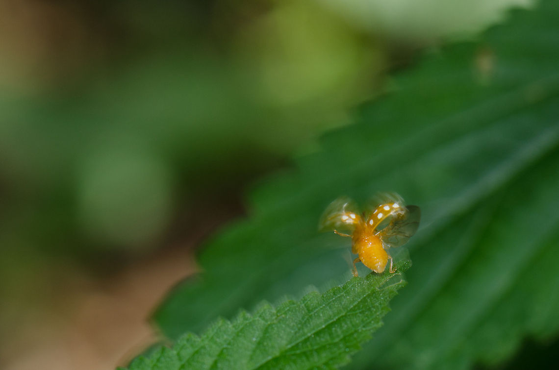 Orange Ladybird ready for takeoff As I was chasing this orange ladybird through the forest, it kept flying away. It&#039;s interesting to see their ritual before doing so. They stretch their legs to lift their body, unfold the outer shield to release their wings, start their &quot;engine&quot; and then take off. The process takes 2 or 3 seconds at a minimum each time. Halyzia sedecimguttata,Macro,Oss