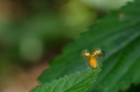 Orange Ladybird ready for takeoff As I was chasing this orange ladybird through the forest, it kept flying away. It's interesting to see their ritual before doing so. They stretch their legs to lift their body, unfold the outer shield to release their wings, start their "engine" and then take off. The process takes 2 or 3 seconds at a minimum each time. Halyzia sedecimguttata,Macro,Oss