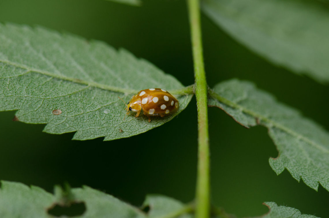 Orange Ladybird discovery Red Ladybirds seem to appear everywhere in Europe, as a invasive specie overtaking competing beetles. Therefore I was delighted to finally spot an orange ladybird.  Halyzia sedecimguttata,Macro,Oss