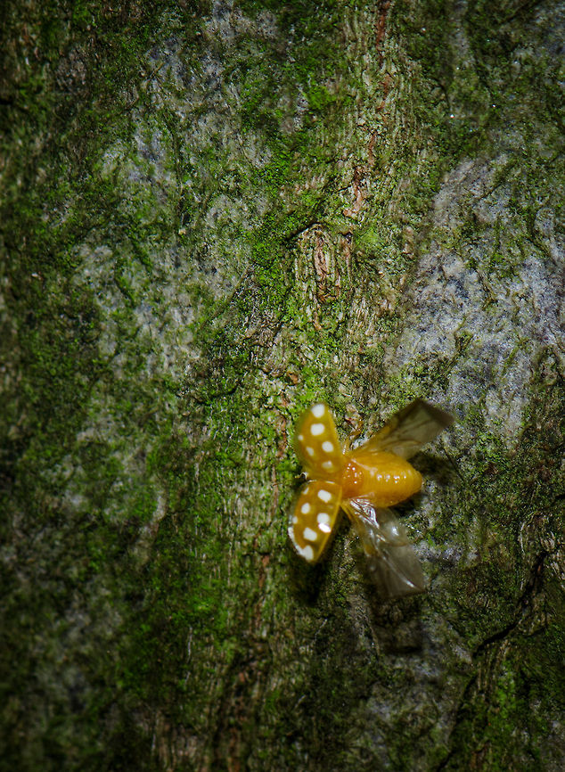 Orange Ladybird wings exposed On this photo of a ladybird taking off from a tree, you can clearly see how their shield unfolds to reveal their relatively large wings. Halyzia sedecimguttata,Macro,Oss