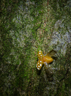Orange Ladybird wings exposed On this photo of a ladybird taking off from a tree, you can clearly see how their shield unfolds to reveal their relatively large wings. Halyzia sedecimguttata,Macro,Oss