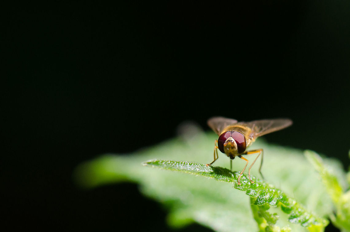 Marmalade Hoverfly Macro 2/2 I was trying to capture this hoverfly in mid air but failed repeatedly. Then I tried it in landing position, but it kept flying away. Until I noticed how it always returned to the same spot. So I took my eye of the fly and fixed in on the landing spot. As this one is hand-shot, I used flash to better freeze the frame. Episyrphus balteatus,Macro,Oss