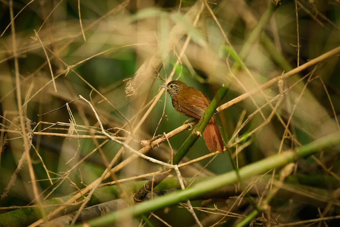 Orinoco softtail, In&iacute;rida, Colombia After a brutal hike the day before, we were happy to have a "boat day" in In&iacute;rida. Right after leaving the port and approaching the first shore, we immediately hit this jackpot. This Orinoco Softtail is not in the vast "Birds of Colombia" book and most sources still claim it as endemic to a highly specific part of Venezuela. <br />
<br />
That part we were close to, just on the other side of the border, so I guess this one moved upstream. For reference, here are some others claiming spottings on the Colombian part of the In&iacute;rida river:<br />
<a href="http://www.xeno-canto.org/species/Thripophaga-cherriei" rel="nofollow">http://www.xeno-canto.org/species/Thripophaga-cherriei</a>  Colombia,Guain&iacute;a,In&iacute;rida,Orinoco softtail,South America,Thripophaga cherriei,World