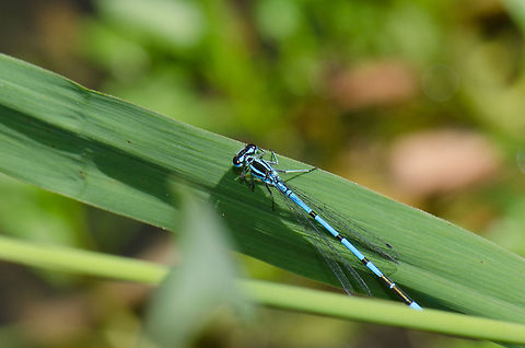 Azure Damselfly resting in reed On one of the few warm days this year, this Azure Damselfly was resting at the reed of a small pond. Azure Damselfly,Coenagrion puella,Macro,Oss