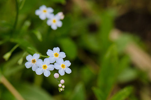 Water Forget-me-not Found in a forest in Oss, the Netherlands during summer 2012. Macro,Myosotis scorpioides,Oss