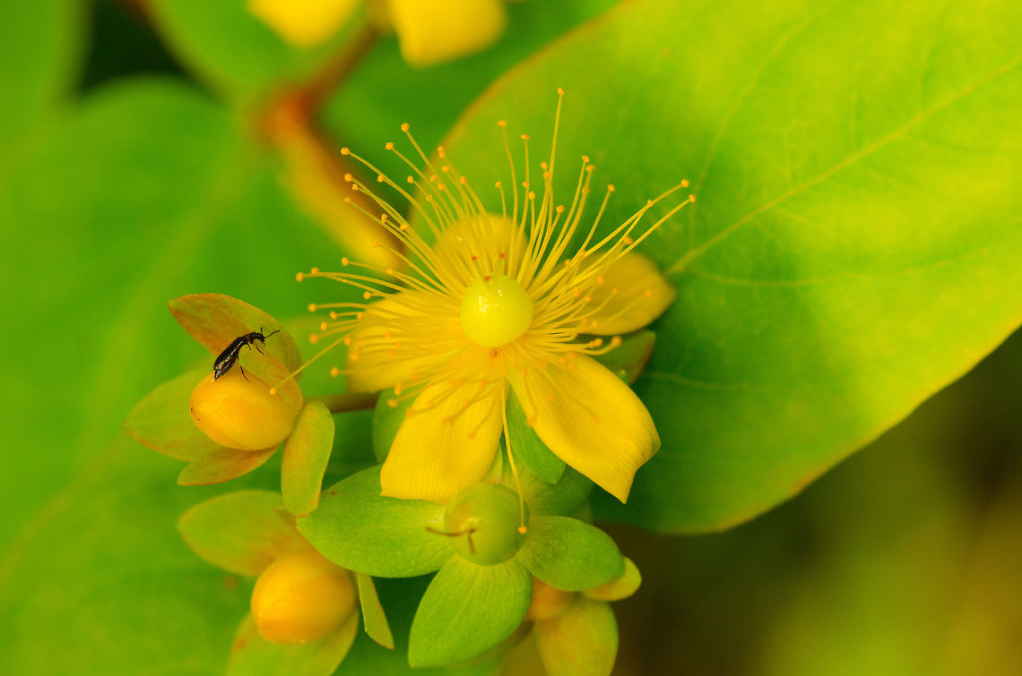 Hypericum androsaemum What a nice surprise to find such an explosion of color in a relatively dull forest. Hypericum androsaemum,Macro,Oss