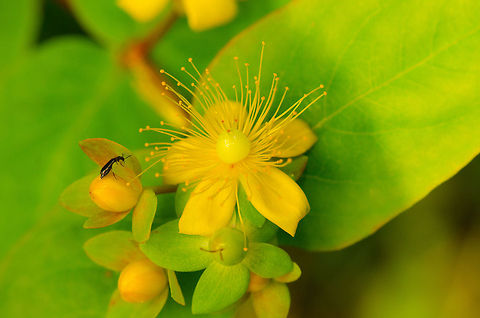 Hypericum androsaemum