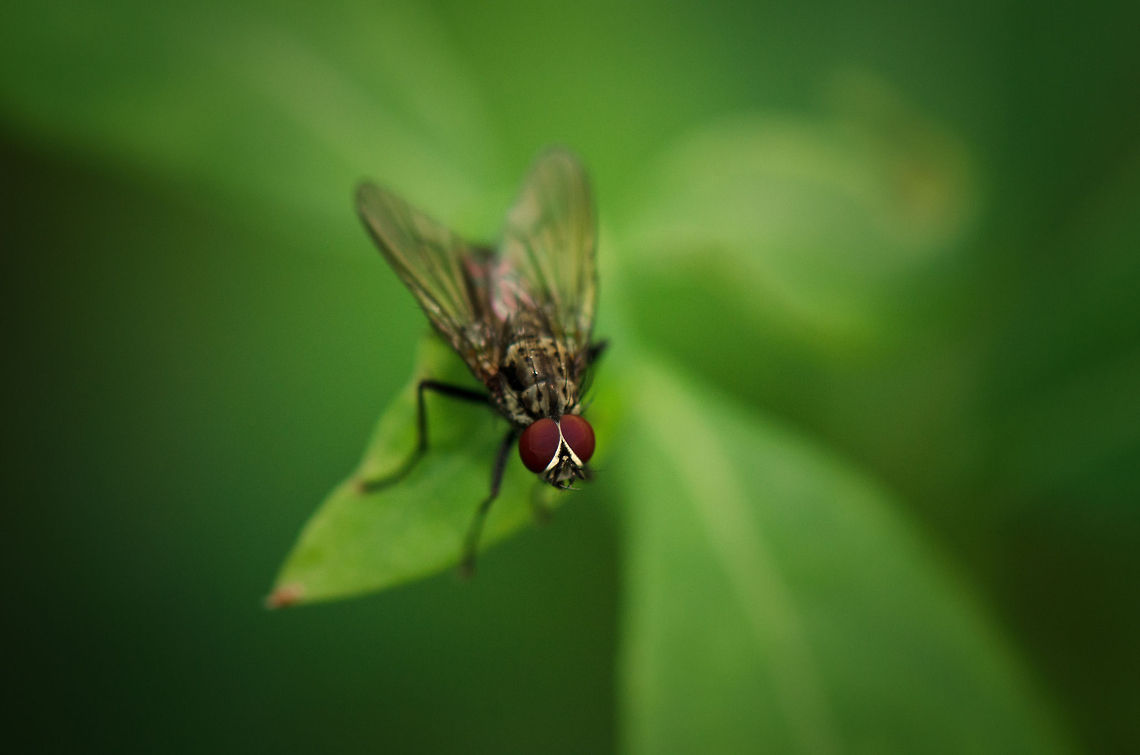 Housefly in Forest  Housefly,Macro,Musca domestica,Oss