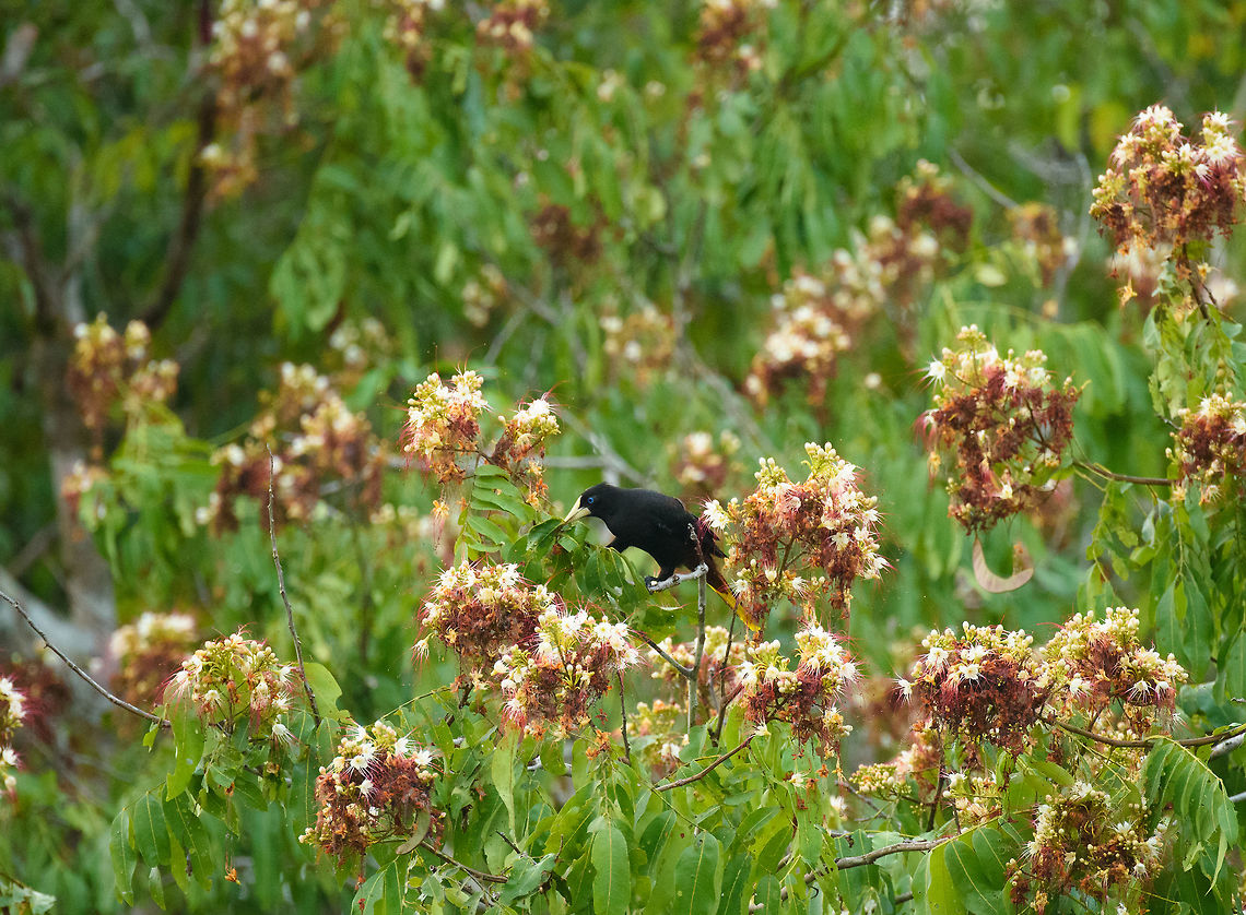 Yellow-rumped Cacique nest-building, In&iacute;rida, Colombia  Cacicus cela,Colombia,Guain&iacute;a,In&iacute;rida,South America,World,Yellow-rumped Cacique