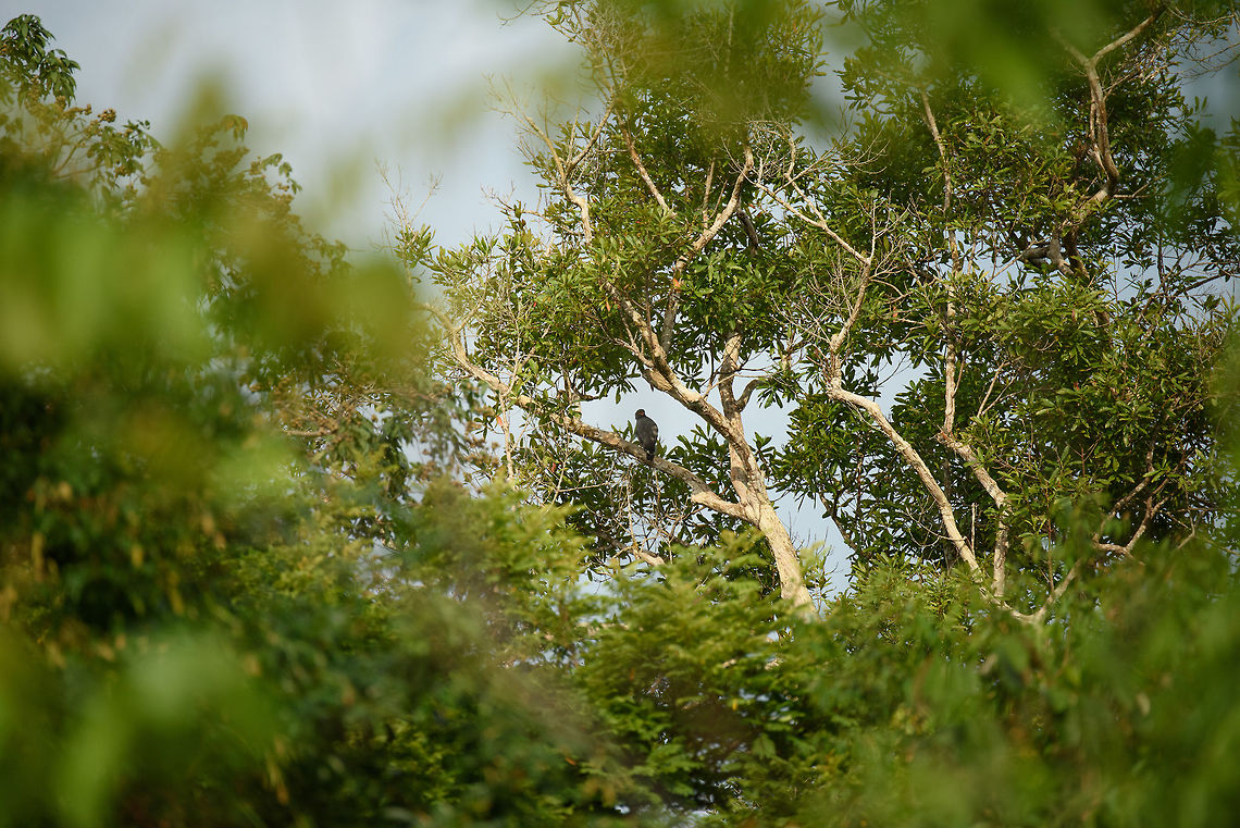 Slender-billed kite, Inírida, Colombia Couldn&#039;t get closer as we were in a boat, but if you zoom in far enough, you can confirm it :) Colombia,Fall,Geotagged,Guainía,Helicolestes hamatus,Inírida,Slender-billed kite,South America,World