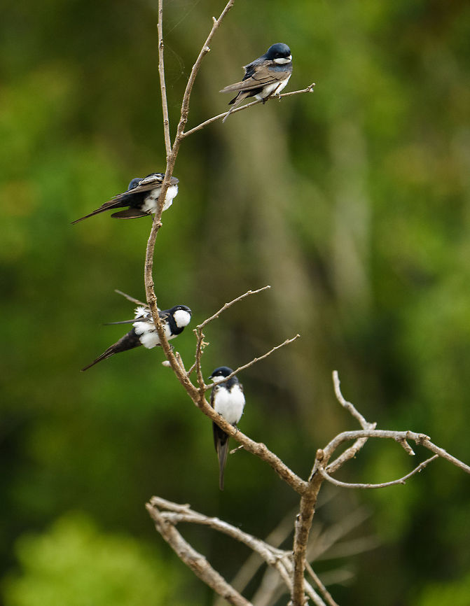 Black-collared swallows, Inírida river, Colombia At the time of seeing these they came across as a common sight given their great numbers, but they&#039;re a pretty specific species constrained to rivers mostly, where they often feed in groups from the safety of mid-river drift wood, as seen here. They&#039;re constantly cleaning themselves, so it&#039;s hard to get them to &quot;pose&quot; :) Black-collared swallow,Colombia,Fall,Geotagged,Guainía,Inírida,Pygochelidon melanoleuca,South America,World