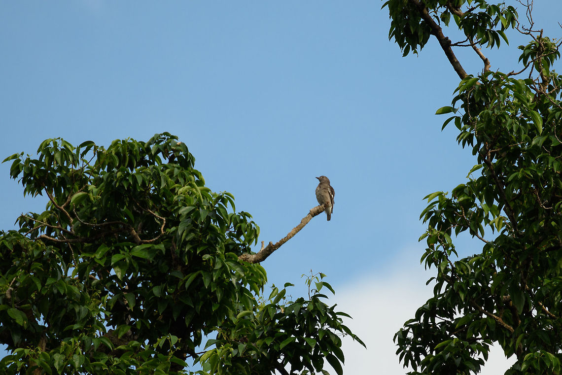 Female Pompadour cotinga, Inírida, Colombia Yes, the female is quite a lot duller than the male of this species :) Colombia,Fall,Geotagged,Guainía,Inírida,Pompadour cotinga,South America,World,Xipholena punicea