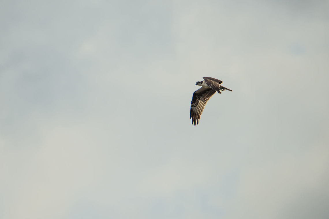 Osprey in flight, Inírida river, Colombia Usually found along the coast, yet it migrates to rivers during some periods of the year. Colombia,Guainía,Inírida,Osprey,Pandion haliaetus,South America,World