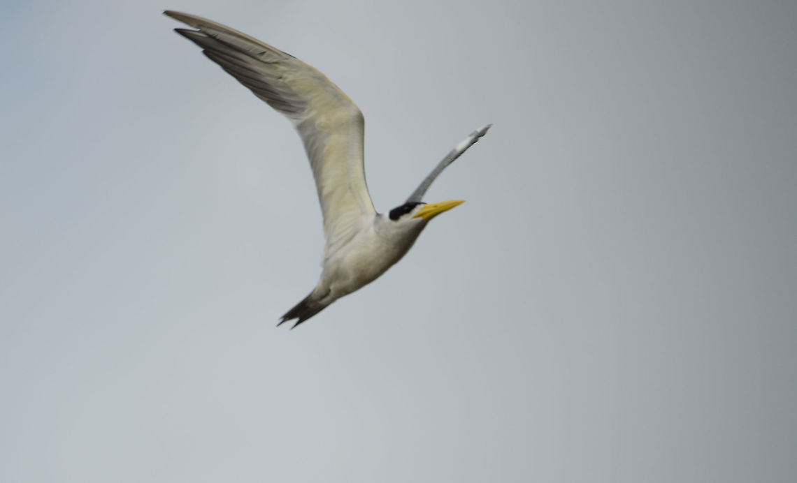 Large-billed tern in flight, Inírida river, Colombia Sorry for the poor shot, it was a "reflex shot" as it flew over our boat. Check out a photo from a better angle to appreciate how large their bill really is:<br />
<a href="https://www.sdakotabirds.com/species/photos/large_billed_tern.jpg" rel="nofollow">https://www.sdakotabirds.com/species/photos/large_billed_tern.jpg</a> Colombia,Fall,Geotagged,Guainía,Inírida,Large-billed tern,Phaetusa simplex,South America,World