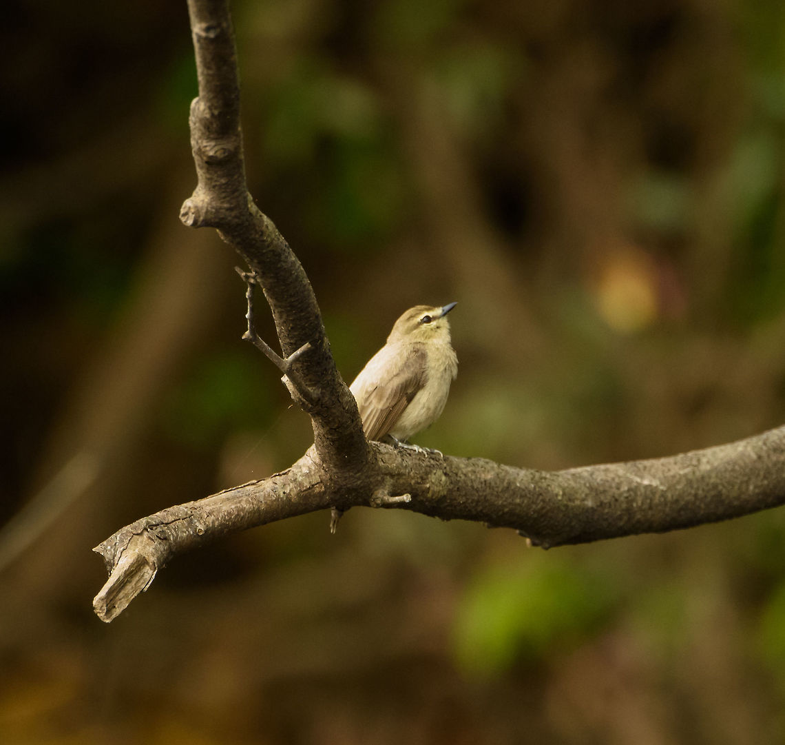 Drab water tyrant, In&iacute;rida river, Colombia  Colombia,Drab water tyrant,Fall,Geotagged,Guain&iacute;a,In&iacute;rida,Ochthornis littoralis,South America,World