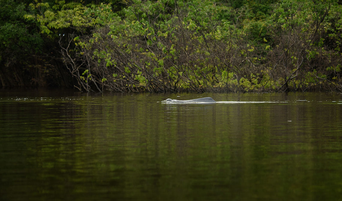 Amazon River Dolphin, In&iacute;rida river, Colombia Our first meeting with these fantastic river dolphins. We were not prepared for them or even expected them to occur here. On subsequent days we revisited this part of the river 3 more times and each time saw several of them. <br />
Photographing them is the ultimate frustration though, you never know where they will surface and by the time you find out, you're too late. Luckily, on the last day I did get some good breach shots, will share those when I get there in the set. Amazon river dolphin,Colombia,Fall,Geotagged,Guain&iacute;a,Inia geoffrensis,In&iacute;rida,South America,World