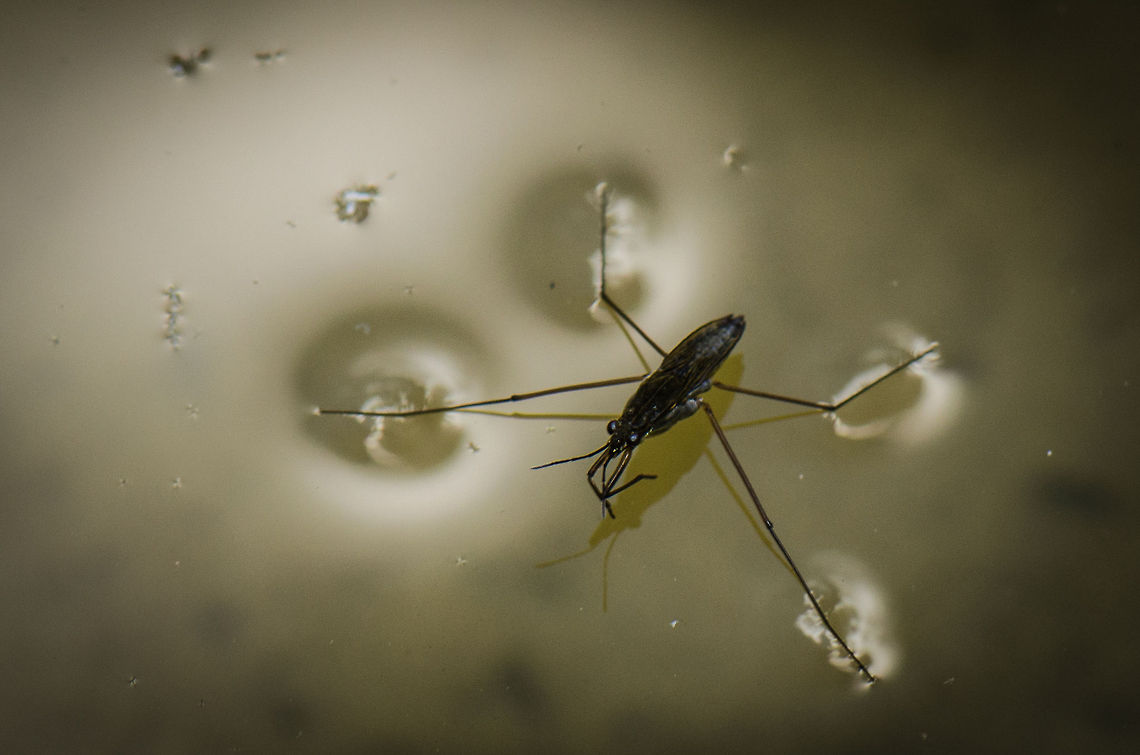 Common Water Strider, master of water This predatory water bug is very common, yet I see few photos of it online, so here goes. Of course the remarkeable feature of this aggressive bug (it sucks victoms dry) is that it can walk on water. This photo clearly shows that weight distribution is the real secret. However, that&#039;s not the only technique in use by mother nature. The Emerald Basilisk uses wide surface feet combined with speed as a way to walk on water. Both work, but the Water Strider is the true master, as it can stand still on water. Gerris lacustris,Macro,Oss