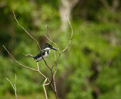 Amazong Kingfisher, Inírida, Colombia No shortage of food for this specialist! Amazon Kingfisher,Chloroceryle amazona,Colombia,Fall,Geotagged,Guainía,Inírida,South America,World