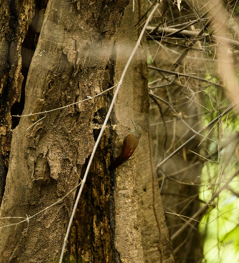 Straight-billed woodcreeper, Inírida river, Colombia We found wood creepers to be omnipresent in the Colombian Amazon, but they are a tricky category to identify. I identified this one based on the bill (short and dagger-like, not curved), and the streaks on the head yet not the mantle, which is deep red overall. Almost identical reference here:<br />
<a href="http://www.mae-da-lua.org/species/dendroplex_picus_00.html" rel="nofollow">http://www.mae-da-lua.org/species/dendroplex_picus_00.html</a> Colombia,Dendroplex picus,Fall,Geotagged,Guainía,Inírida,South America,Straight-billed woodcreeper,World