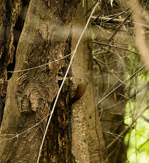 Straight-billed woodcreeper, Inírida river, Colombia We found wood creepers to be omnipresent in the Colombian Amazon, but they are a tricky category to identify. I identified this one based on the bill (short and dagger-like, not curved), and the streaks on the head yet not the mantle, which is deep red overall. Almost identical reference here:
http://www.mae-da-lua.org/species/dendroplex_picus_00.html Colombia,Dendroplex picus,Fall,Geotagged,Guainía,Inírida,South America,Straight-billed woodcreeper,World
