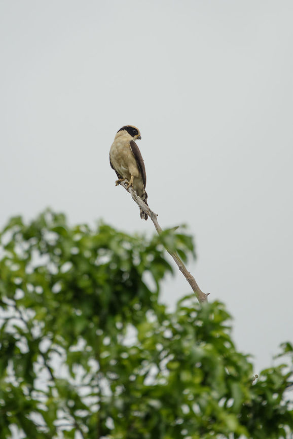 Laughing Falcon, In&iacute;rida river, Colombia Also known as the snake-eater. Colombia,Fall,Geotagged,Guain&iacute;a,Herpetotheres cachinnans,In&iacute;rida,Laughing falcon,South America,World