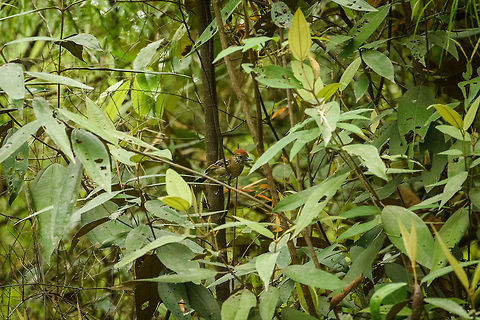 Black-crested antshrike (female), Inírida river, Colombia I'm glad I asked our guide for help on this one, as I was completely on the wrong track. Superficially, I figured this to be one of dozens of woodpeckers known to occur in Colombia, yet the bill was off. Confusingly, it's an antshrike, a black-crested even, yet in this case it is the female having the spectacular red crest.  Black-crested antshrike,Colombia,Guainía,Inírida,Sakesphorus canadensis,South America,World