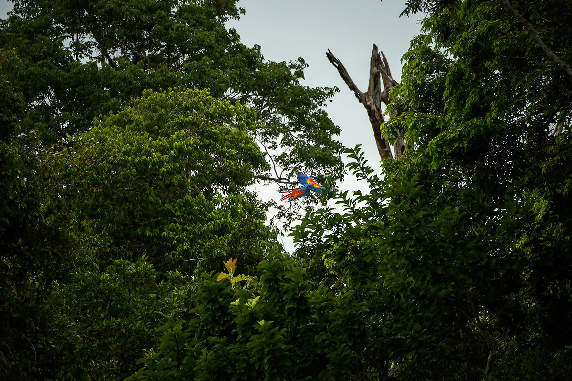 Scarlet Macaw in flight, Inírida river, Colombia Due to the scarlet macaw being popularized in culture and as a pet, its beauty isn't noticed that easily. Yet here was the first time in our lives we saw it in the wild, or flying for that matter. And it truly is one of the most beautiful birds in the world in our opinion. I wish we could have spotted it closer to us, yet I do believe its back-side in flight is the most beautiful side, for that you need to zoom in. Front-side, cropped:<br />
<figure class="photo"><a href="https://www.jungledragon.com/image/51846/scarlet_macaw_in_flight_-_front_side_inrida_river_colombia.html" title="Scarlet Macaw in flight - front side, Inírida river, Colombia"><img src="https://s3.amazonaws.com/media.jungledragon.com/images/2/51846_thumb.jpg?AWSAccessKeyId=05GMT0V3GWVNE7GGM1R2&Expires=1759968010&Signature=44AR8W5ojiDLEcWjxL9az5Q9%2F9E%3D" width="200" height="156" alt="Scarlet Macaw in flight - front side, Inírida river, Colombia Ara macao,Colombia,Fall,Geotagged,Guainía,Inírida,Scarlet Macaw,South America,World" /></a></figure> Ara macao,Colombia,Guainía,Inírida,Scarlet Macaw,South America,World