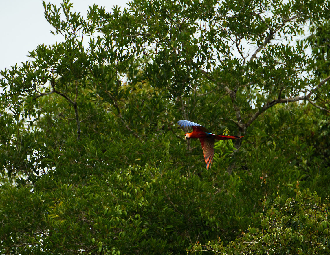 Scarlet Macaw in flight - front side, Inírida river, Colombia  Ara macao,Colombia,Fall,Geotagged,Guainía,Inírida,Scarlet Macaw,South America,World