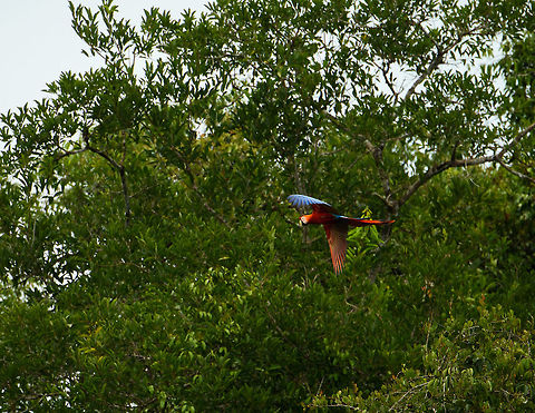 Scarlet Macaw in flight - front side, Inírida river, Colombia  Ara macao,Colombia,Fall,Geotagged,Guainía,Inírida,Scarlet Macaw,South America,World