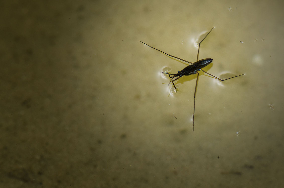 Common Water Strider at rest on water This predatory water bug is very common, yet I see few photos of it online, so here goes. Of course the remarkeable feature of this aggressive bug (it sucks victoms dry) is that it can walk on water. This photo clearly shows that weight distribution is the real secret. However, that's not the only technique in use by mother nature. The Emerald Basilisk uses wide surface feet combined with speed as a way to walk on water. Both work, but the Water Strider is the true master, as it can stand still on water. Gerris lacustris,Macro,Oss