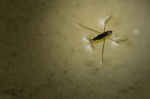 Common Water Strider at rest on water This predatory water bug is very common, yet I see few photos of it online, so here goes. Of course the remarkeable feature of this aggressive bug (it sucks victoms dry) is that it can walk on water. This photo clearly shows that weight distribution is the real secret. However, that's not the only technique in use by mother nature. The Emerald Basilisk uses wide surface feet combined with speed as a way to walk on water. Both work, but the Water Strider is the true master, as it can stand still on water. Gerris lacustris,Macro,Oss