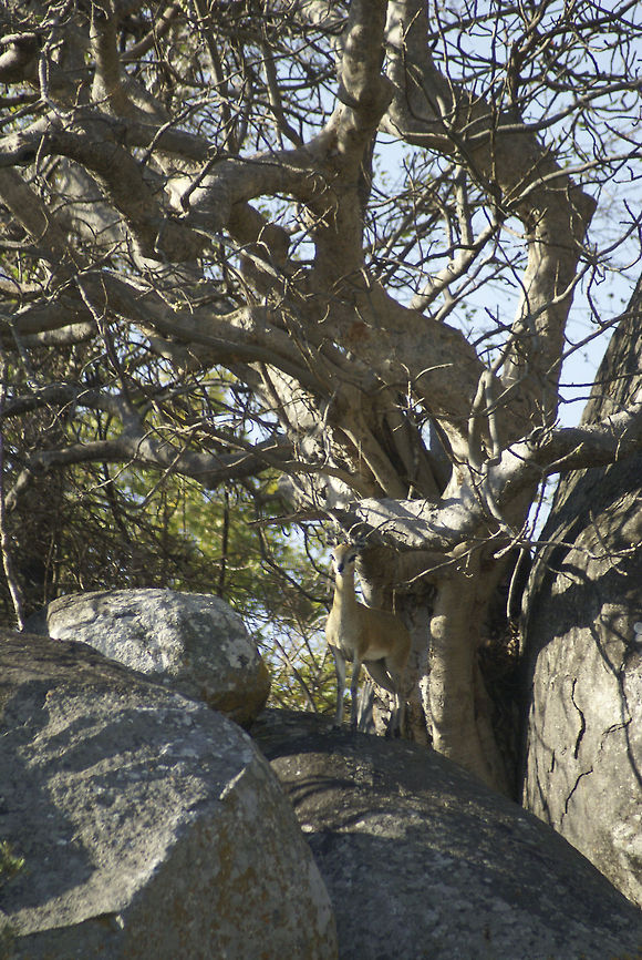 Klipspringer...do you see it? A small yet cute Klipspringen antelope blends in on a rock in Kruger National Park. Klipspringer,Mammals,Oreotragus oreotragus,South Africa