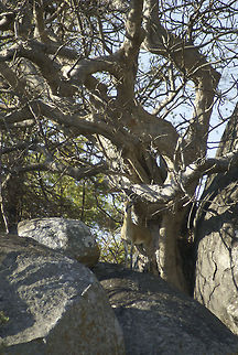 Klipspringer...do you see it? A small yet cute Klipspringen antelope blends in on a rock in Kruger National Park. Klipspringer,Mammals,Oreotragus oreotragus,South Africa