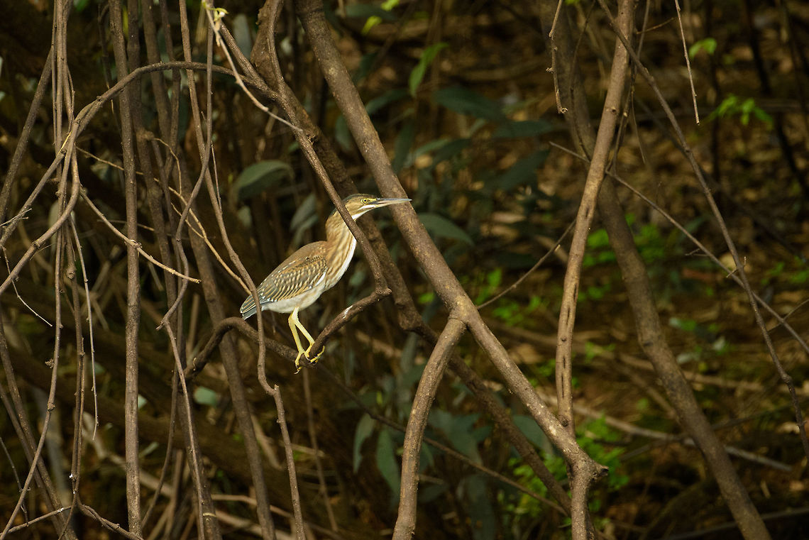 Striated heron (juvenile), Inírida river, Colombia  Butorides striata,Colombia,Fall,Geotagged,Guainía,Inírida,South America,Striated heron,World