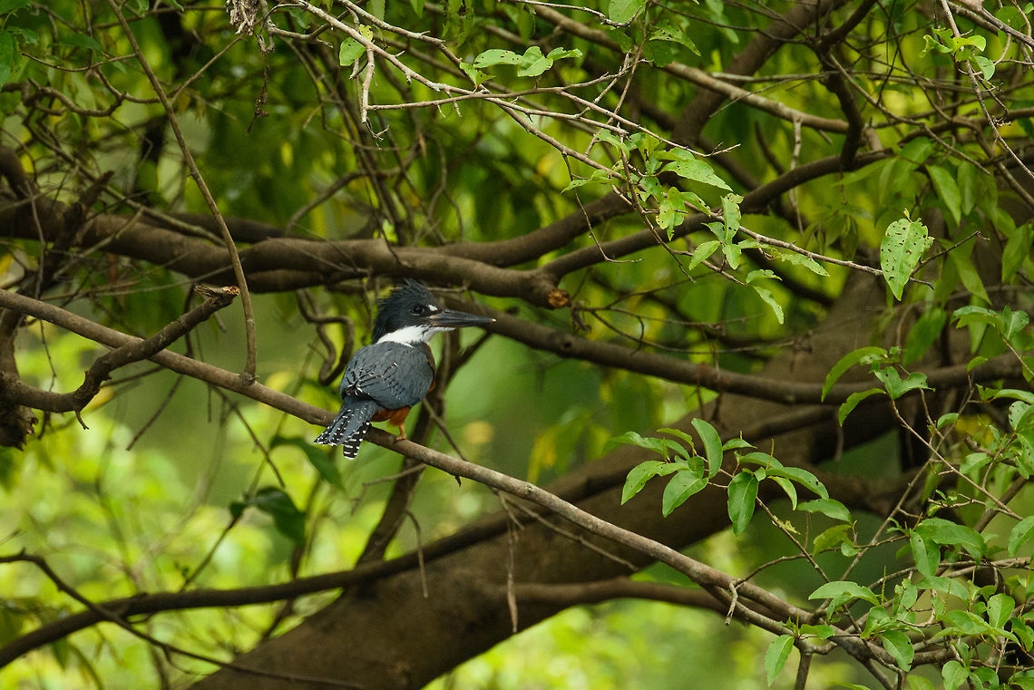 Ringed Kingfisher perched, In&iacute;rida river, Colombia  Colombia,Fall,Geotagged,Guain&iacute;a,In&iacute;rida,Megaceryle torquata,Ringed Kingfisher,South America,World