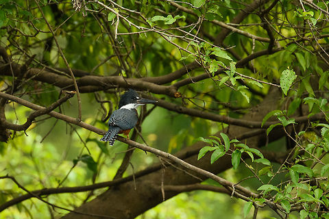 Ringed Kingfisher perched, In&iacute;rida river, Colombia  Colombia,Fall,Geotagged,Guain&iacute;a,In&iacute;rida,Megaceryle torquata,Ringed Kingfisher,South America,World