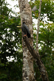 Slender-billed kite on watchpost, Inírida, Colombia  Colombia,Fall,Geotagged,Guainía,Helicolestes hamatus,Inírida,Slender-billed kite,South America,World