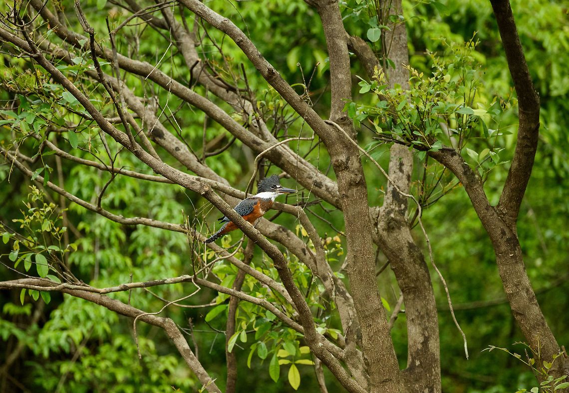 Ringed Kingfisher, In&iacute;rida river, Colombia  Colombia,Fall,Geotagged,Guain&iacute;a,In&iacute;rida,Megaceryle torquata,Ringed Kingfisher,South America,World