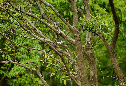 Ringed Kingfisher, In&iacute;rida river, Colombia  Colombia,Fall,Geotagged,Guain&iacute;a,In&iacute;rida,Megaceryle torquata,Ringed Kingfisher,South America,World