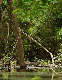 Green heron, Inírida, Colombia Presumed. Green herons and striated herons can look quite similar, so I'm not 100% sure about this one.  Butorides virescens,Colombia,Green heron,Guainía,Inírida,South America,World