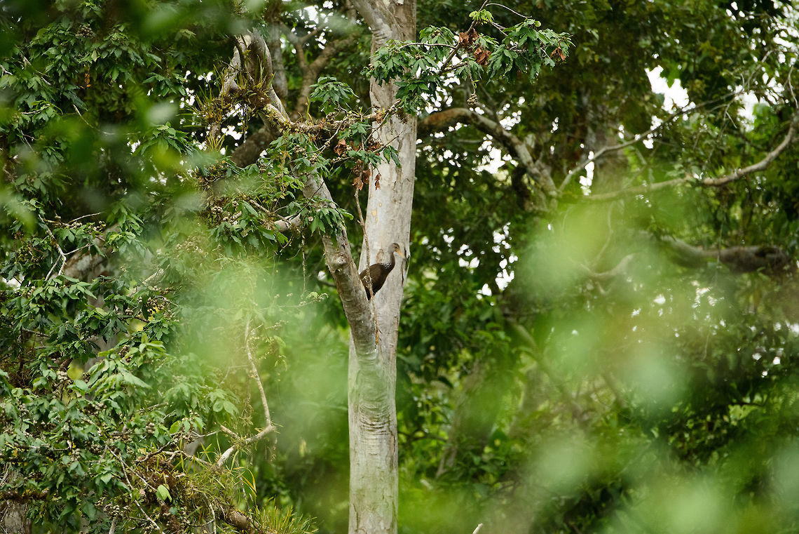Limpkin, Inírida river, Colombia Quite a remote shot, sorry. Aramus guarauna,Colombia,Fall,Geotagged,Guainía,Inírida,Limpkin,South America,World
