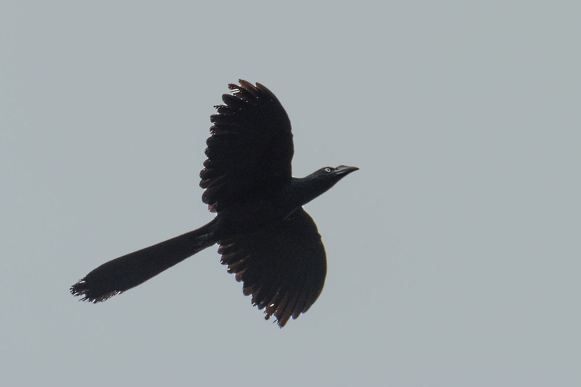 Greater Ani in flight, In&iacute;rida, Colombia Crossing the river, flying over our boat.  Colombia,Crotophaga major,Fall,Geotagged,Greater ani,Guain&iacute;a,In&iacute;rida,South America,World