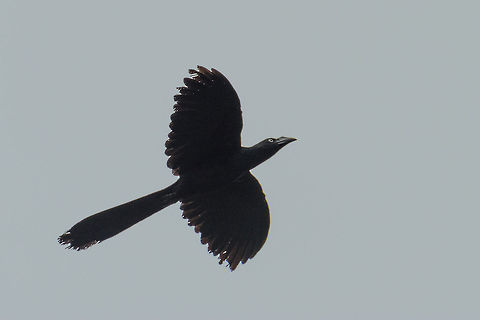Greater Ani in flight, Inírida, Colombia Crossing the river, flying over our boat.  Colombia,Crotophaga major,Fall,Geotagged,Greater ani,Guainía,Inírida,South America,World