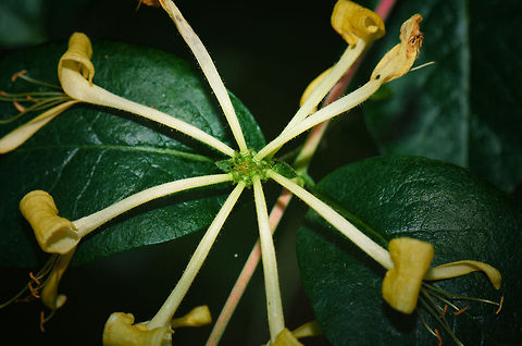 Common Honeysuckle top view Wild Honeysuckle found in a forest in Oss.  Common Honeysuckle,Lonicera periclymenum,Macro,Oss
